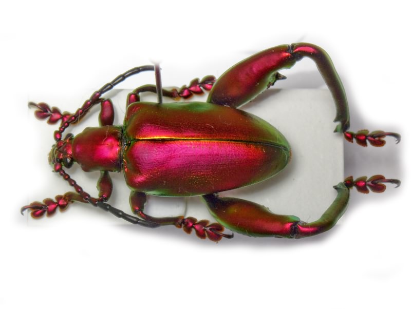 Sagra longicollis Lacordaire, 1845